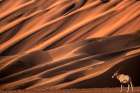Africa, Namibia, Namib-Naukluft National Park, Sossusvlei. Oryx beside large sand dune. Art Print